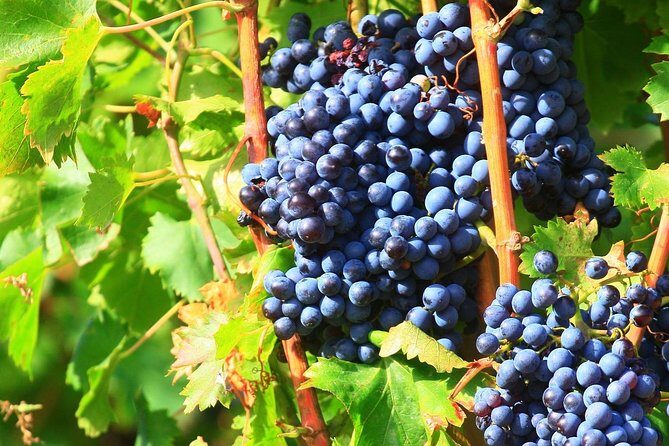 Half Day Great Vineyard Tour from Avignon - FAQ - Practical Questions Answered