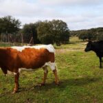 Half-Day Guided Tour to a bull farm in Madrid - Authentic Encounters and Authentic Insights