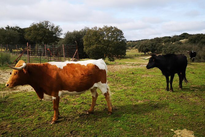 Half-Day Guided Tour to a bull farm in Madrid - Authentic Encounters and Authentic Insights