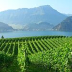 Half-Day Lake Lucerne Country Walk - The Role of the Guide: Knowledge, Local Flavor, and Personal Touch
