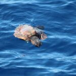 Half Day Madeira Island Cruise with Lunch - Practical Details & Tips