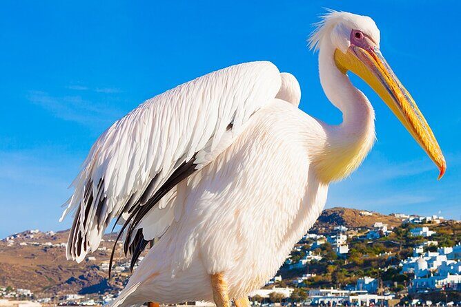 Half-Day Private Guided Tour in Mykonos up to 6 - Practical Details & What You Should Know