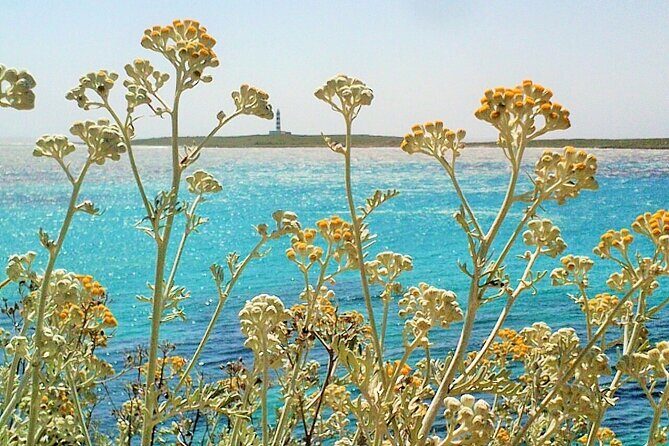 Half-Day Private Menorca Sightseeing Tour - Why This Tour Works for Different Types of Travelers