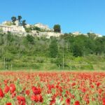Half day private tour for 2-3 person - Discover Provence on Your Own Terms: A Review of the Private Half-Day Tour from Avignon