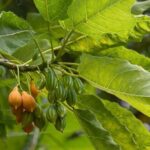 Half Day Private Tour to Botanical Garden in Chania - The Experience in Detail: What to Expect