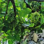 Half-Day Small-Group Wine Tour in Madeira - Who Should Book This Tour?