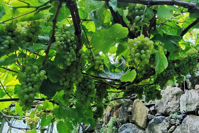 Half-Day Small-Group Wine Tour in Madeira - Who Should Book This Tour?