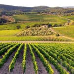 Half Day Tour Chianti Winery with San Gimignano - The Sum Up