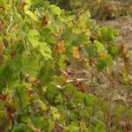 Half-Day Tour in Cascais / Sintra with Brunch and Wine Tasting - Exploring the Itinerary in Detail