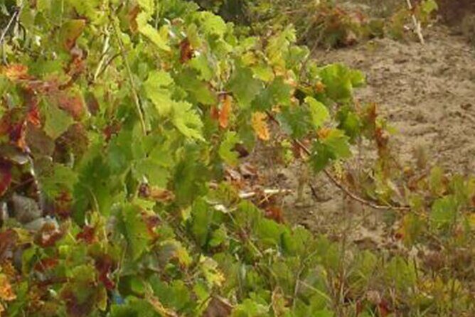 Half-Day Tour in Cascais / Sintra with Brunch and Wine Tasting - Exploring the Itinerary in Detail