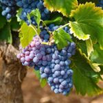 Half-Day Wine Tasting and Saint Paul de Vence Tour from Nice - The Detailed Experience: What You Can Expect