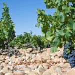 Half-Day Winery and Wine Tasting Guided Walking Tour - Why This Tour Offers Great Value