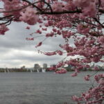 Hamburg Van Tour - Spring Special - The Highlights in Detail