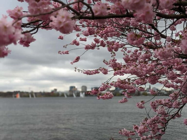 Hamburg Van Tour - Spring Special - The Highlights in Detail