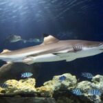 Hanover: SEA LIFE Entry Ticket - Guided Tours, Accessibility, and Practicalities