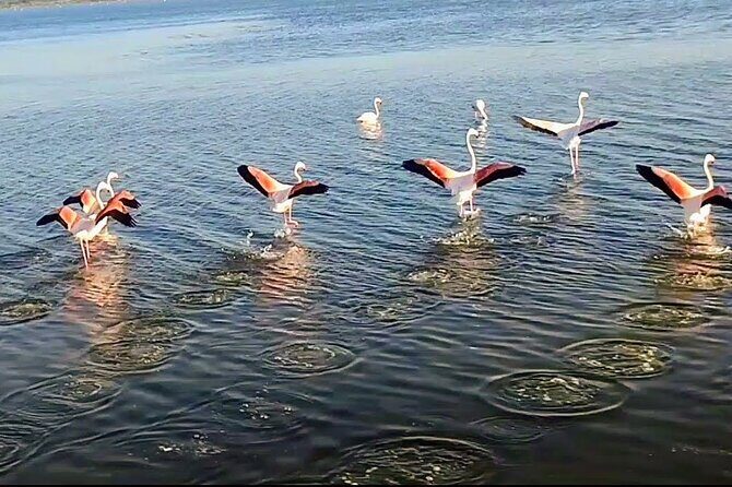 Happy tour camargue an immersion by bike and scooter E - Why This Tour Works Well