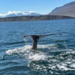 Hauganes: Whale Watching North Iceland - Who This Tour Is Perfect For