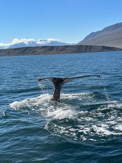 Hauganes: Whale Watching North Iceland - Who This Tour Is Perfect For
