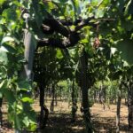 Have a cooking lesson with a local chef at the base of Mt. Vesuvius vineyard - The Real Value of the Tour