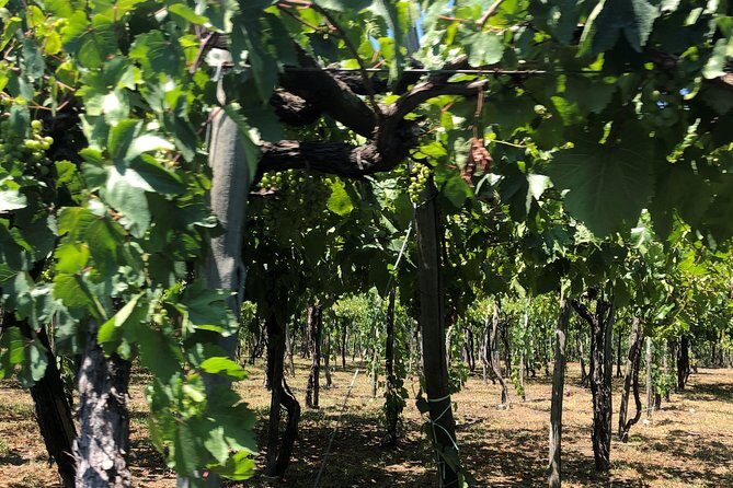 Have a cooking lesson with a local chef at the base of Mt. Vesuvius vineyard - The Real Value of the Tour