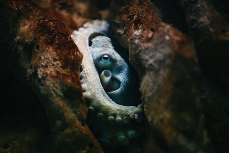 Heraklion Area: CRETAquarium Admission Ticket - Transportation and Visiting Tips