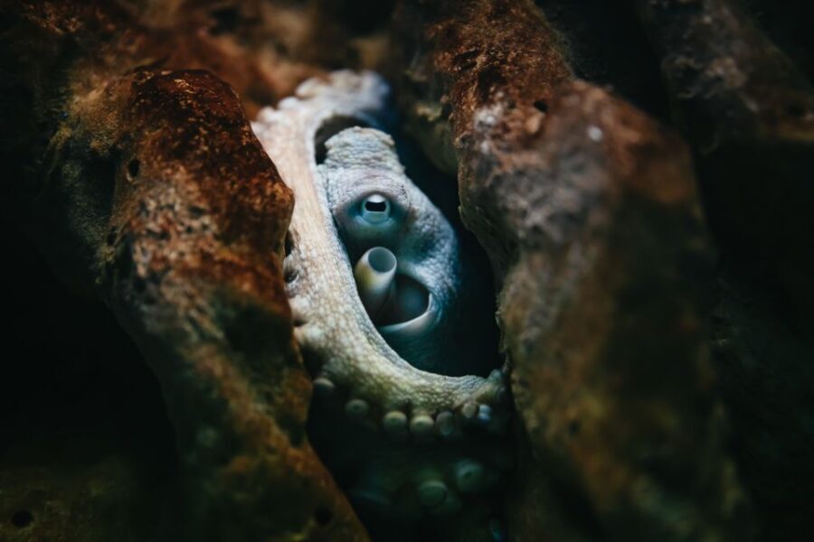 Heraklion Area: CRETAquarium Admission Ticket - Transportation and Visiting Tips