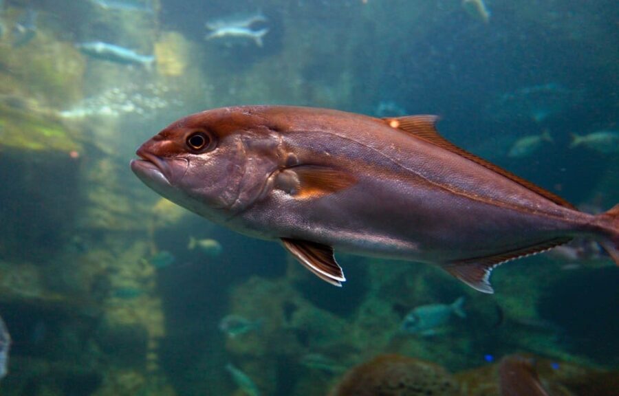 Heraklion: Family Fun Day with Dinosauria and CRETAquarium - Why This Tour Works