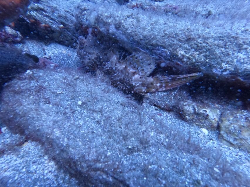 Heraklion: Scuba Diving Experience for Beginners - The Experience in Detail