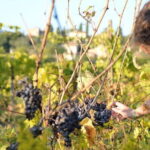 Hike & Wine Tour - Practical Details: What You Should Know