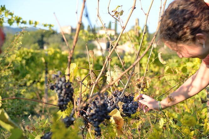 Hike & Wine Tour - Practical Details: What You Should Know