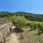 Hiking and wine tasting experience - Final Thoughts: Is This Tour for You?