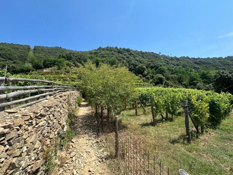 Hiking and wine tasting experience - Final Thoughts: Is This Tour for You?