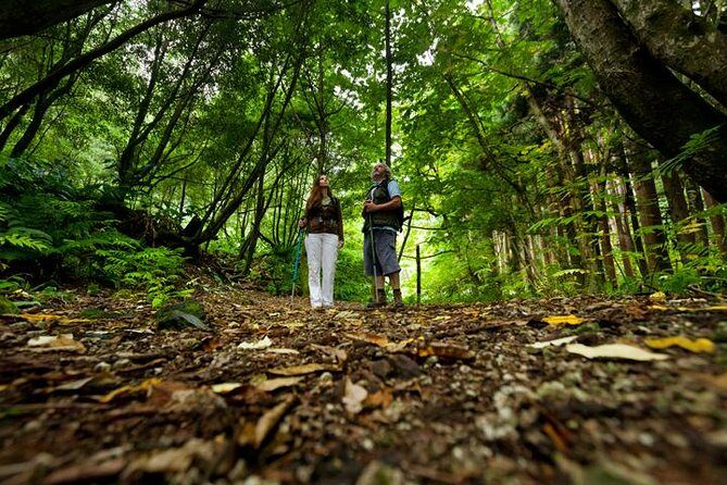 Hiking Faial da Terra + Van Tour Nordeste - Why This Tour Offers Great Value