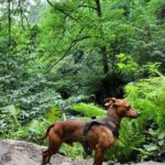 Hiking in Batumi ( Mtirala National Park) - Adventure Activities & Scenic Viewpoints