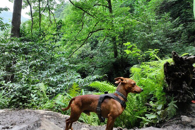 Hiking in Batumi ( Mtirala National Park) - Adventure Activities & Scenic Viewpoints