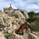 Hiking on Alcúdia Peninsula - Exploring the Alcúdia Peninsula: What You Can Expect