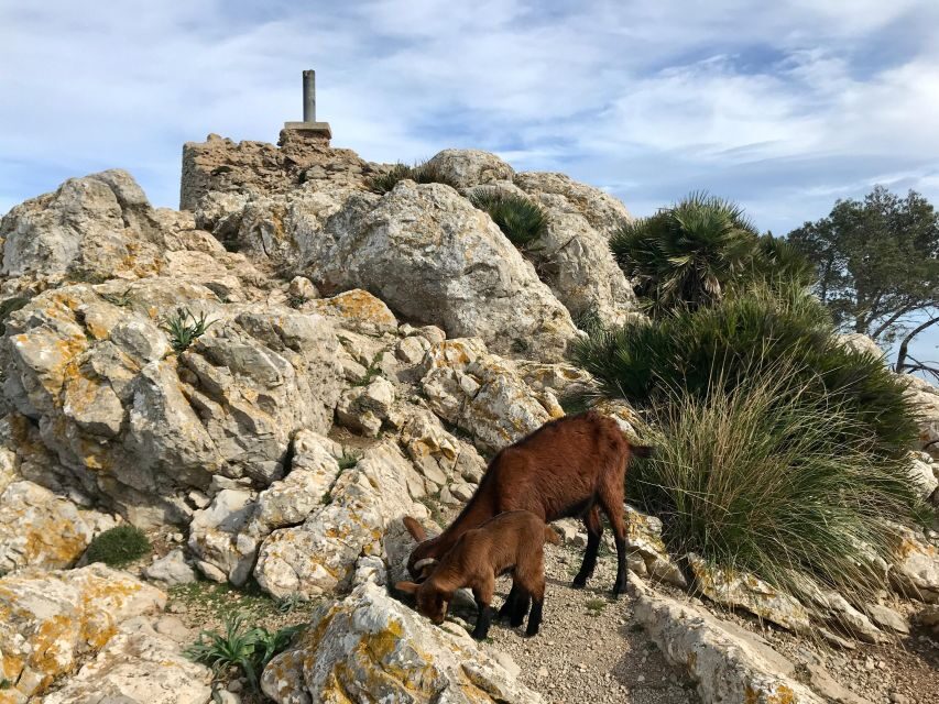 Hiking on Alcúdia Peninsula - Exploring the Alcúdia Peninsula: What You Can Expect