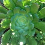 Hiking tour in the Anaga biosphere reserve in Tenerife - Final Thoughts