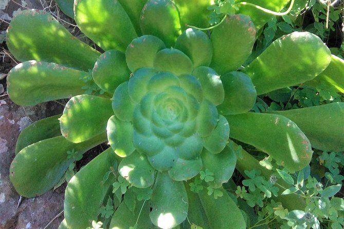 Hiking tour in the Anaga biosphere reserve in Tenerife - Final Thoughts