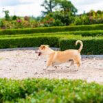 Hill of Crosses & Rundale Palace Tour - The Mystical Hill of Crosses