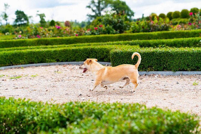 Hill of Crosses & Rundale Palace Tour - The Mystical Hill of Crosses