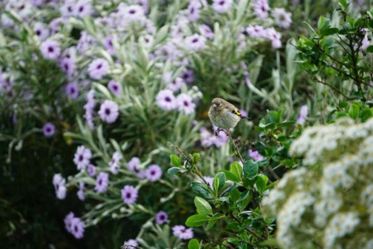 Historic Orkney Coastal Charms Tour by a Native Islander - Who is This Tour Best For?