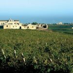 Historic winery visit with food and wine tasting in Marsala - The Sum Up