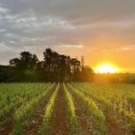 Historical Cellar Visit and Wine Tasting in Salento - Who Will Love This Tour?