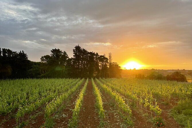 Historical Cellar Visit and Wine Tasting in Salento - Who Will Love This Tour?