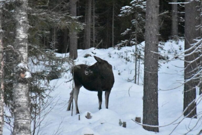 Hønefoss: 2-Day Moose Safari in Oslo's Wilderness - The Itinerary: Day 2