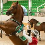 Horse and Flamenco Show in Malaga - Who Is This Show Best For?