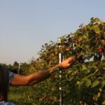 Horse Carriage Tour and Wine Tasting in Lazise - FAQ