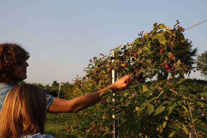 Horse Carriage Tour and Wine Tasting in Lazise - FAQ