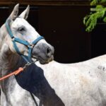 Horse-Drawn Carriage Ride Through Seville - Who Would Love This Tour?